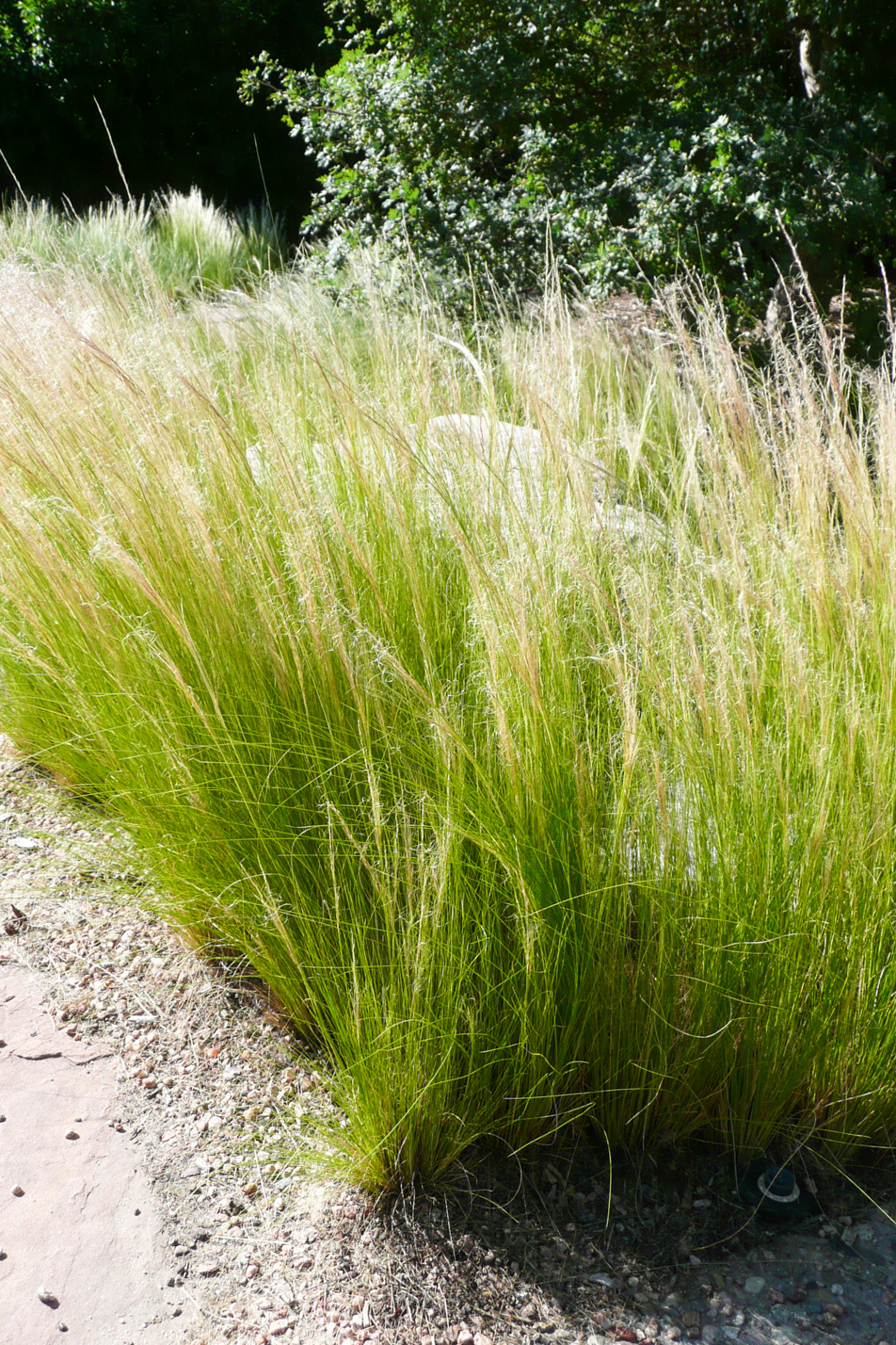 Mexican Feather Grass